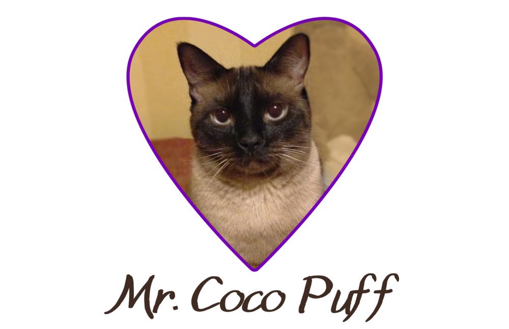 Why rescue a pet? Well, just meet Mr. Coco Puff!